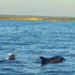 Pula: Boat Tour with Swimming and Snorkeling - Final Thoughts