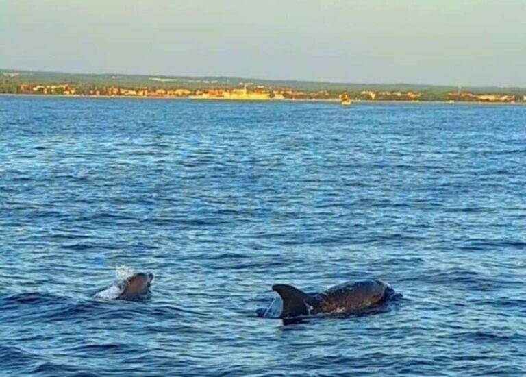 Pula: Boat Tour with Swimming and Snorkeling - Final Thoughts