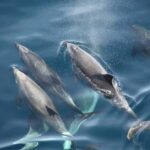 Pula: Brijuni National Park Sunset Cruise with Open Bar - Practical Tips for Booking and Enjoying the Cruise