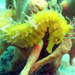 Pula Discover Scuba Diving for KIDS - Final Thoughts