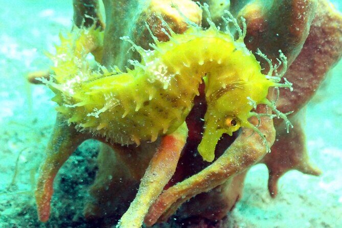 Pula Discover Scuba Diving for KIDS - Final Thoughts