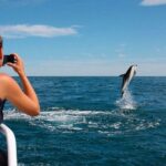 Pula: Dolphins Watching & Wildlife Cruise with all inclusive - Detailed Breakdown of the Itinerary