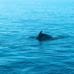 Pula: Dolphin&Sunset Cruise in Brijuni with Dinner&Drinks - The Itinerary in Detail