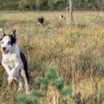 Puppy Training Experience at a Husky Farm in Tromso - The Wilderness Hike with Puppies