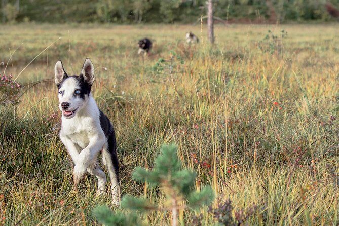 Puppy Training Experience at a Husky Farm in Tromso - The Wilderness Hike with Puppies