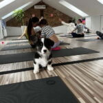 Puppy Yoga in Riga - The Itinerary Breakdown