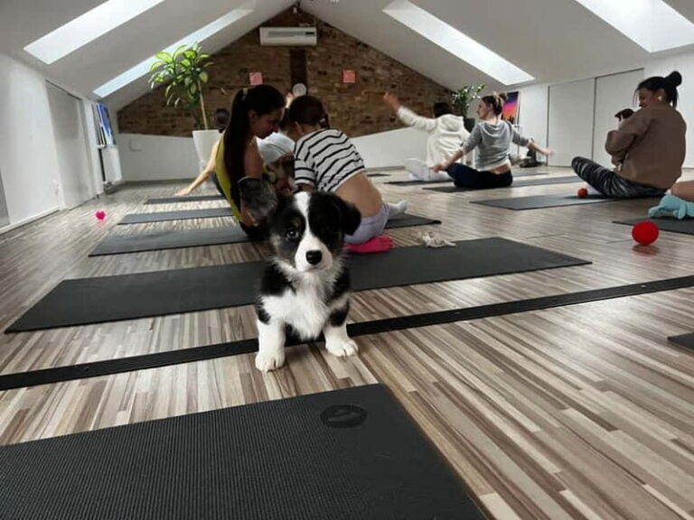 Puppy Yoga in Riga - The Itinerary Breakdown