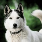 Pyhätunturi: Husky safari 5km including a farm visit - The Sledge Ride: What You’ll Experience