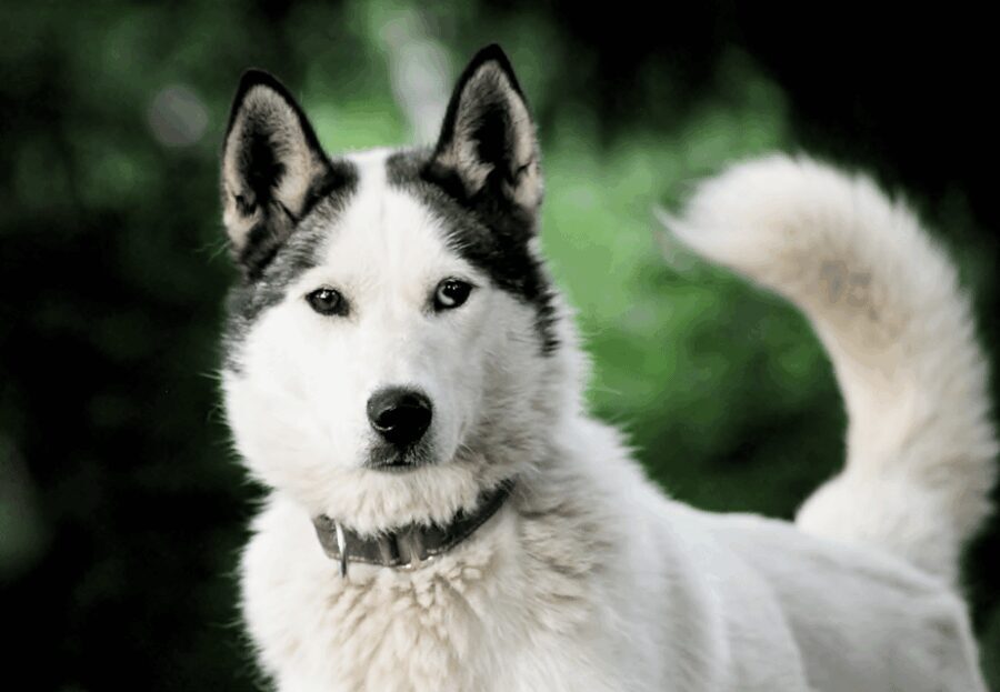 Pyhätunturi: Husky safari 5km including a farm visit - The Sledge Ride: What You’ll Experience