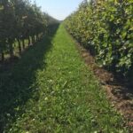 Quarto d'Altino: tours and tastings of the vinegar cellar and vinegars - Practical Details & What to Expect