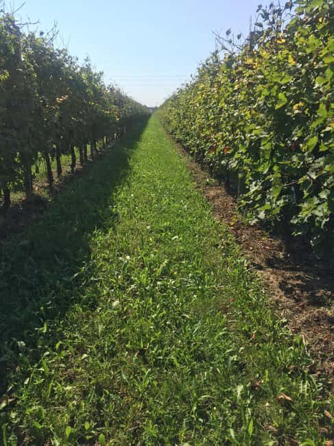 Quarto d'Altino: tours and tastings of the vinegar cellar and vinegars - Practical Details & What to Expect