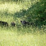 Querceti di Quasano: excursion in the Alta Murgia National Park - Who Should Consider This Tour?