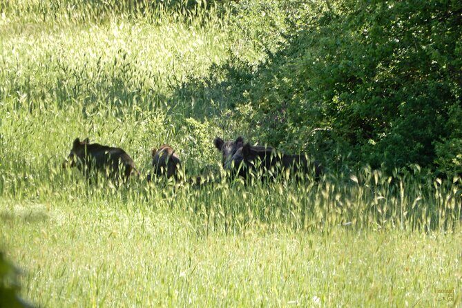 Querceti di Quasano: excursion in the Alta Murgia National Park - Who Should Consider This Tour?