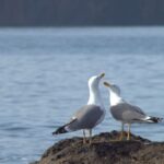 Quinta do Lorde: Kayak Experience in Ponta de São Lourenço - What Makes This Tour Stand Out