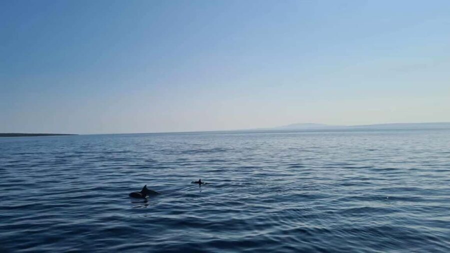 Rab: Zavratnica, Goli Otok and Sveti Grgur Boat Tour - The Experience: Pros and Cons