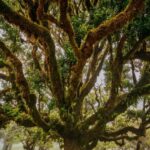 Rabaçal Nature Experience: Alecrim & Lagoa do Vento Hike - Who Should Consider This Tour?