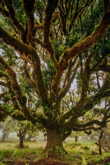 Rabaçal Nature Experience: Alecrim & Lagoa do Vento Hike - Who Should Consider This Tour?