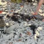 Raccoon Island Boat Tour - Indian Creek, Sanbar and Raccoons - In-Depth Breakdown of the Itinerary