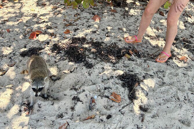 Raccoon Island Boat Tour - Indian Creek, Sanbar and Raccoons - In-Depth Breakdown of the Itinerary