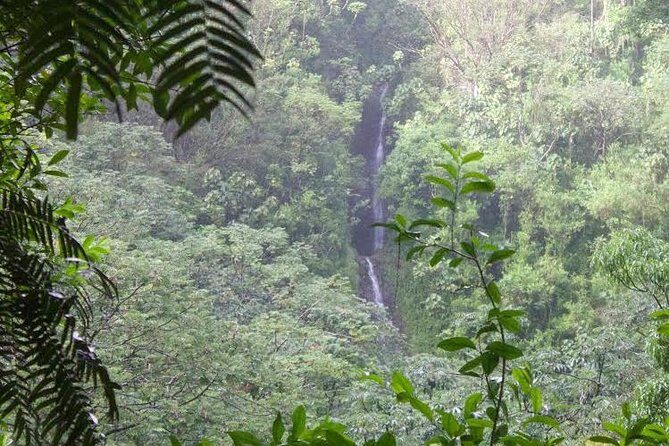 Rainforest Waterfall Trail and Shuttle Service - Who Should Consider This Tour?
