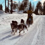 Råneå: Self-drive Dog sled trip through picturesque Lapland - Who Will Love This Tour?