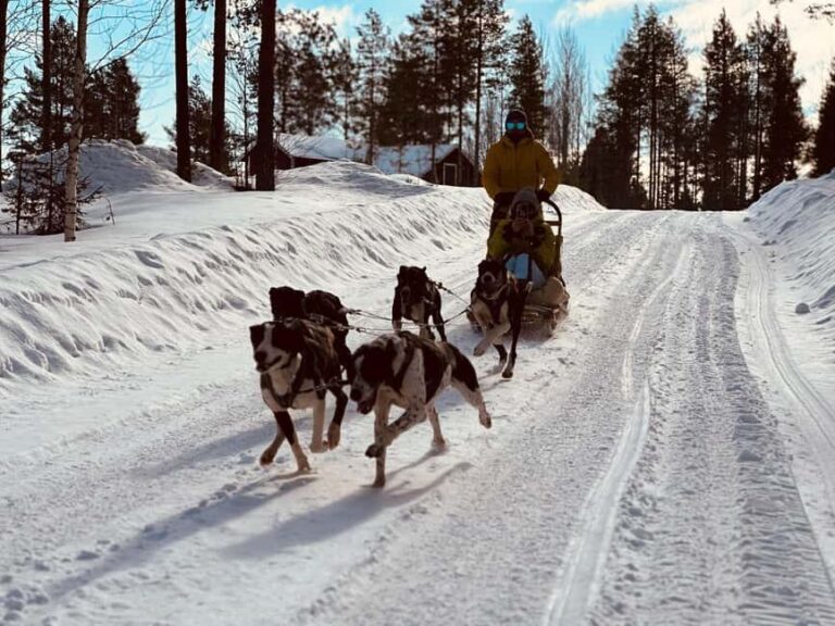 Råneå: Self-drive Dog sled trip through picturesque Lapland - Who Will Love This Tour?