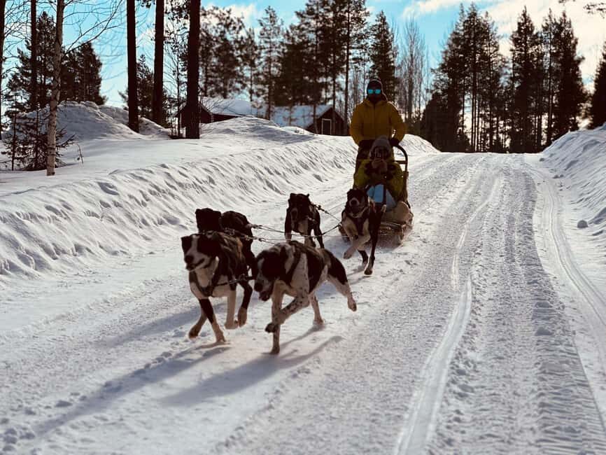 Råneå: Self-drive Dog sled trip through picturesque Lapland - Who Will Love This Tour?