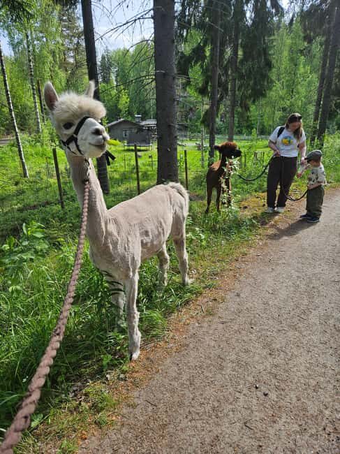 Rantasalmi, Finland: Alpaca walk in the middle of forest - The Logistics and Practicalities