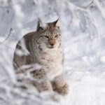 Ranua Wildlife Park Day: Visit the Arctic Animals - Who Will Love This Tour?