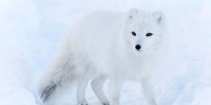 Ranua: Wildlife Park Experience with Buffet Lunch - Transport and Logistics