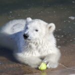 Ranua Wildlife Park Guided Tour from Rovaniemi, With Lunch - The Guided Tour: What You Can Expect