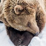 Ranua Zoo Family Tour from Rovaniemi - FAQs