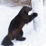 Ranua Zoo tour, optional lunch - The Practicalities: Pricing, Duration, and Value