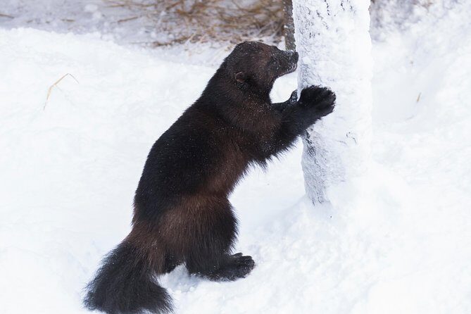 Ranua Zoo tour, optional lunch - The Practicalities: Pricing, Duration, and Value