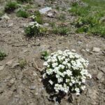 RARE PLANTS IN AOSTA VALLEY - The itinerary in detail