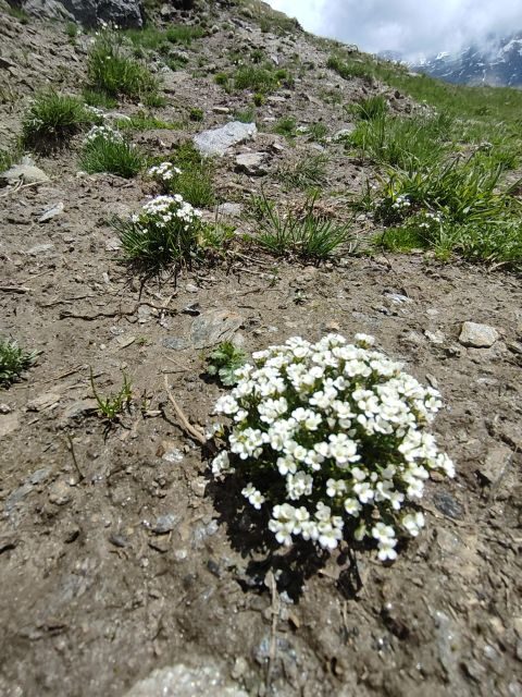 RARE PLANTS IN AOSTA VALLEY - The itinerary in detail