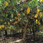 Ravello: Guided Walking Tour - Walking and Comfort: What You Need to Know