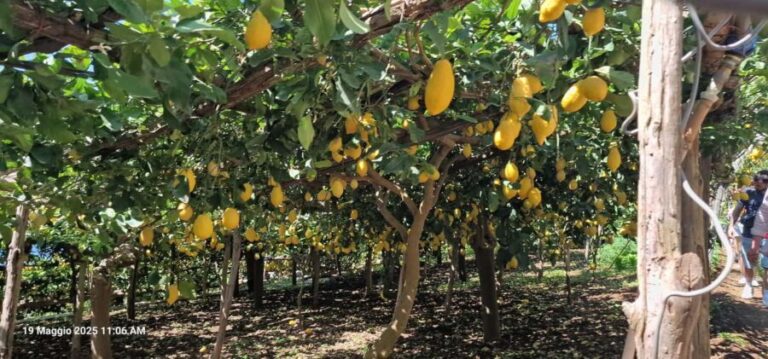 Ravello: Guided Walking Tour - Walking and Comfort: What You Need to Know