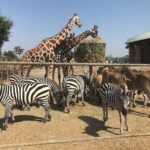 Ravenna: Safari Ravenna entrance ticket - The Experience on the Ground