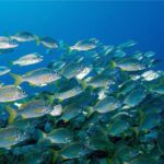 RECREATIONAL DIVE (certified divers only) : Explore Canarian Sealife - The Marine Environment: What You’ll Likely See