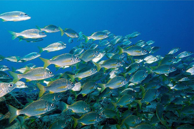 RECREATIONAL DIVE (certified divers only) : Explore Canarian Sealife - The Marine Environment: What You’ll Likely See