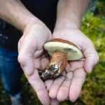 Redrib Cottage Locals Experience - What Travelers Are Saying