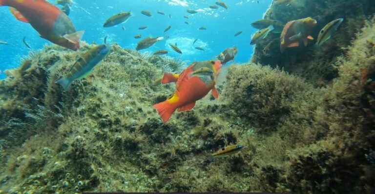 Reef Fish Watching - The Experience for Different Types of Travelers