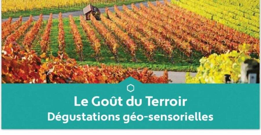 Reims : Educational tasting of 3 Champagnes from Winegrowers - The Real Value for Travelers