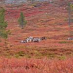Reindeer Farm Visit & Wilderness Fell Adventure - What’s Included & Practical Info