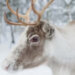 Reindeer Farm Visit with Sleigh Ride - The Authentic Touch of the Guides and Scenery