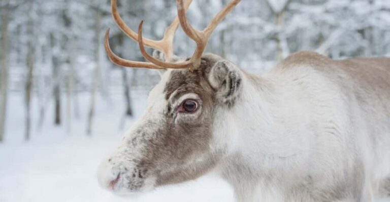 Reindeer Farm Visit with Sleigh Ride - The Authentic Touch of the Guides and Scenery