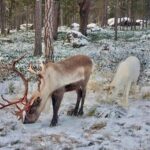 Reindeer feeding in Inari - The Reindeer Ranch and Sami Culture
