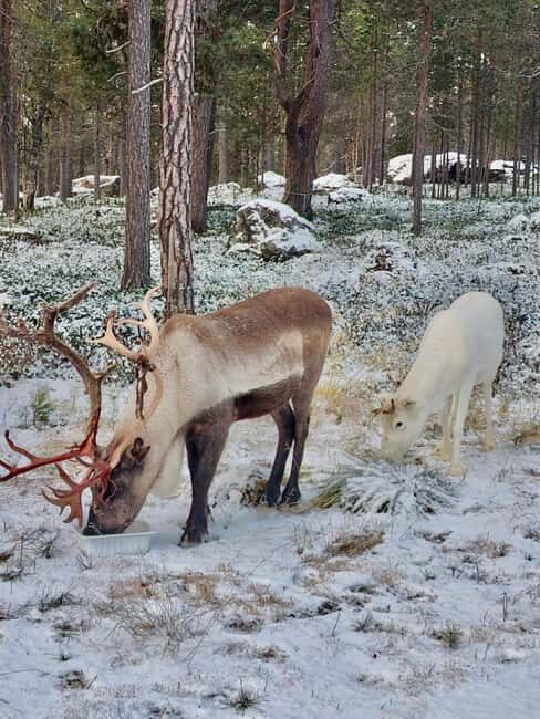 Reindeer feeding in Inari - The Reindeer Ranch and Sami Culture