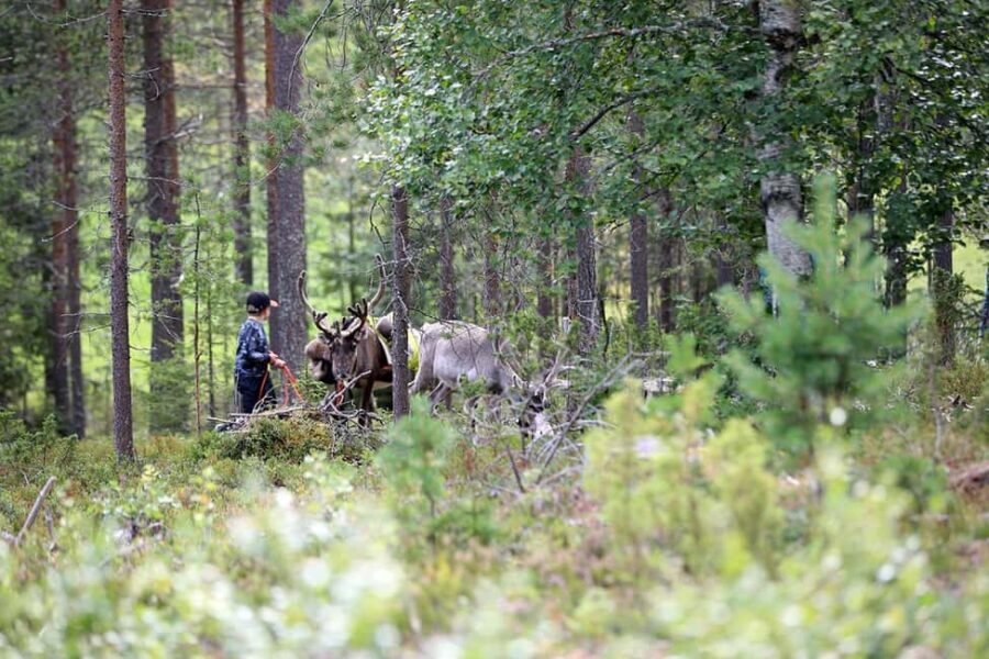Reindeer Hike in Kuusamo nature - The Food and Farm Shop Visit